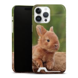 Premium Card Case glossy