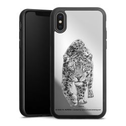 Leopard transparent