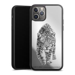 Leopard transparent