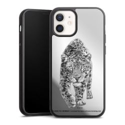 Leopard transparent