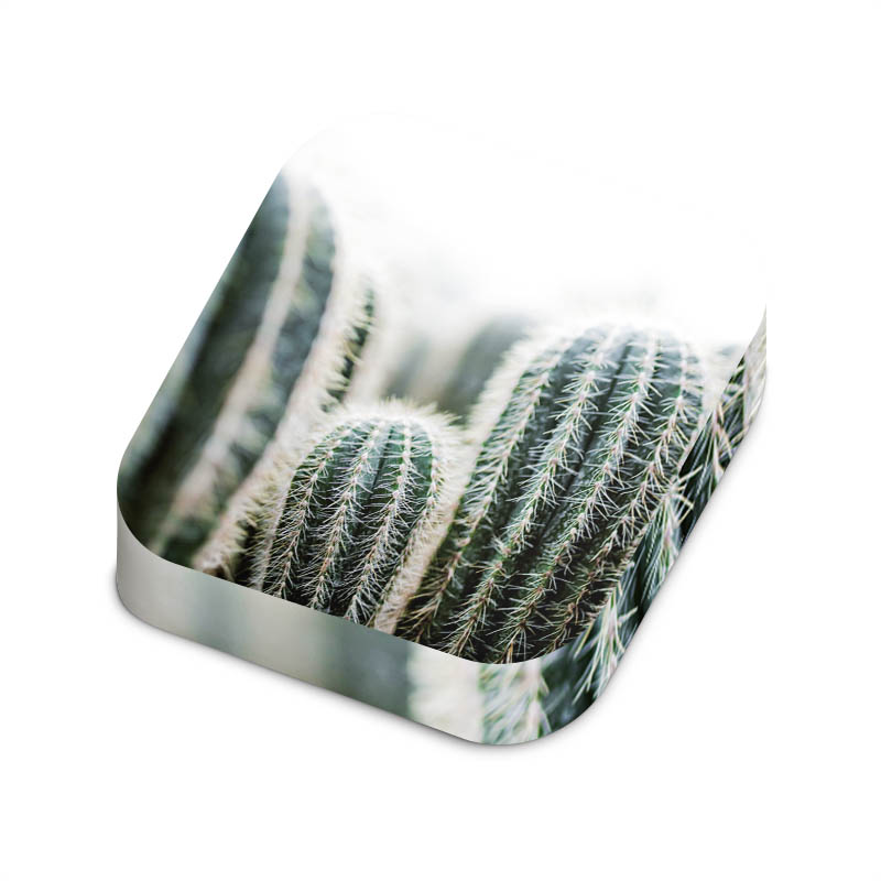 Cactus 1 Large
