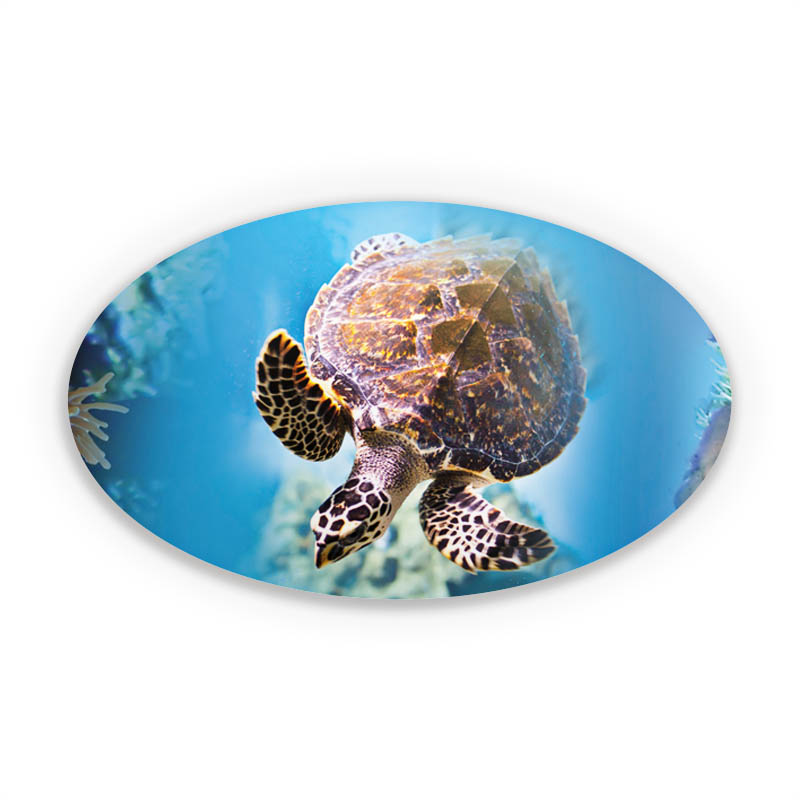 Tortue