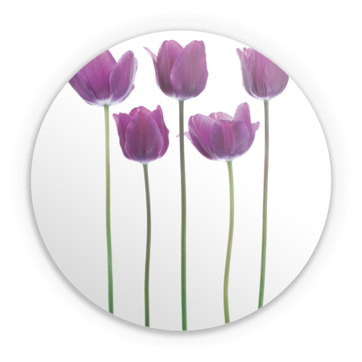 Tulipes Violettes
