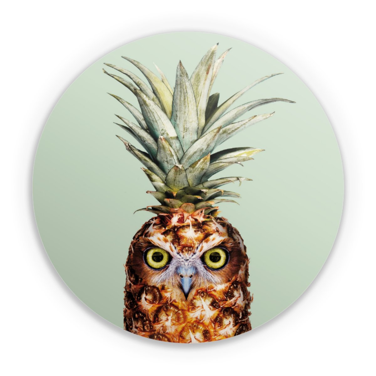 Hibou de l'ananas