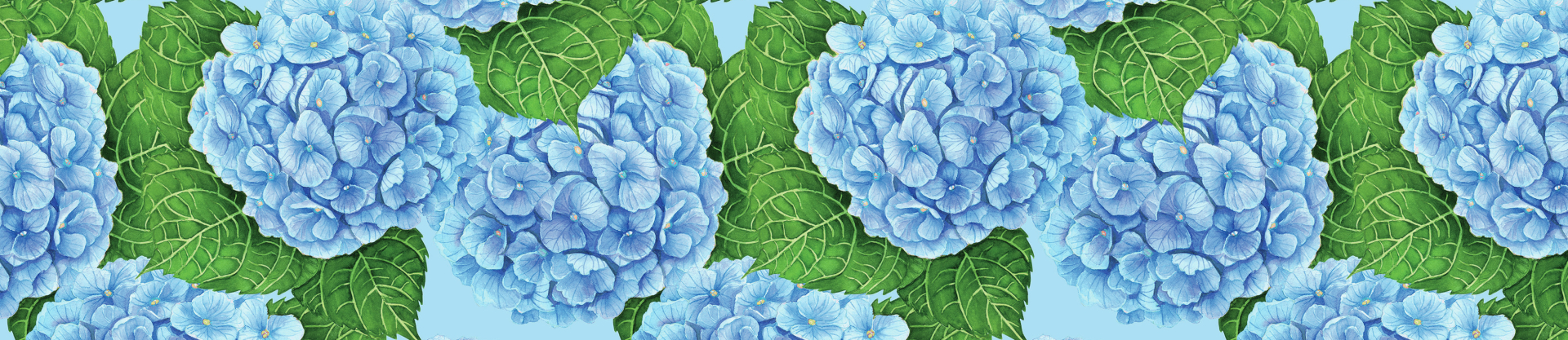 Hortensias