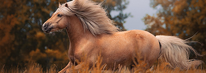 Barefoot Born Designing