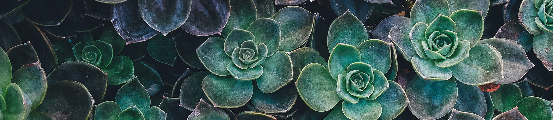 Plantes Succulentes