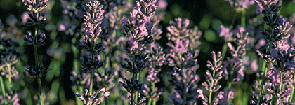 Lavandes