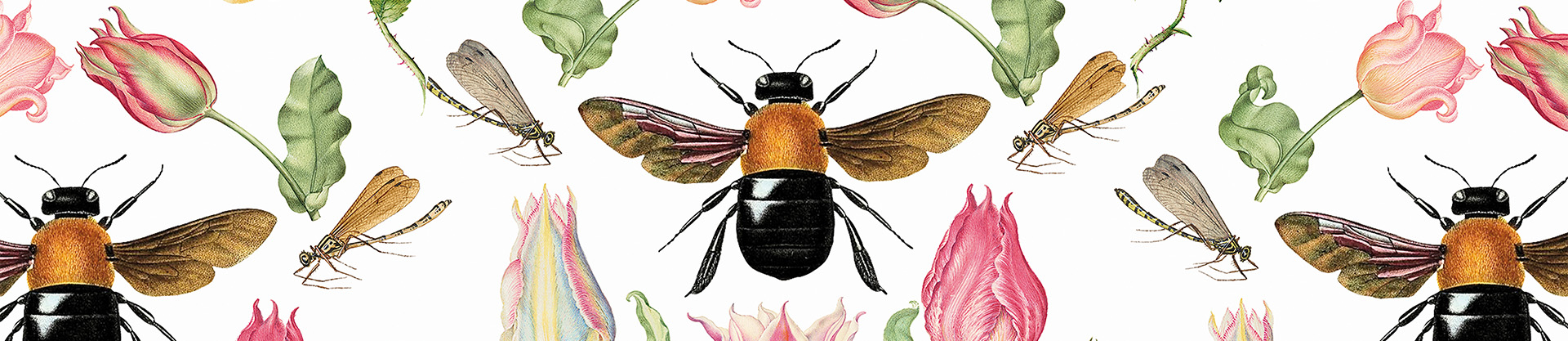 Insectes