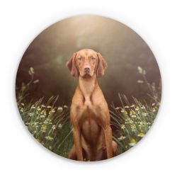 Folien für weitere Geräte matt