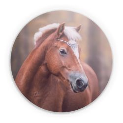 Folien für weitere Geräte matt