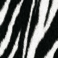 Zebra Fur - DeinDesign