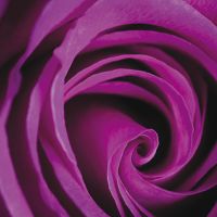 Purple Rose - DeinDesign