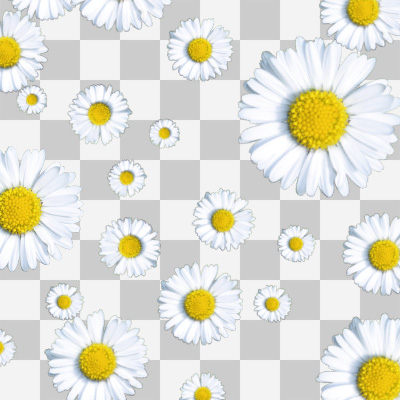 Gänseblümchen ohne Hintergrund - DeinDesign