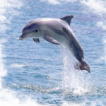 Springender Delphin - DeinDesign