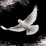 White Dove - DeinDesign
