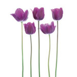 Purple Tulips - DeinDesign