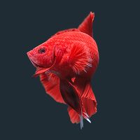 Red Fish - Barefoot Born Designing