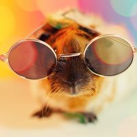 Guinea Pig with glasses - Barefoot Born Designing