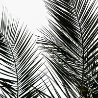 Palm Leaves 16 - Mareike Böhmer