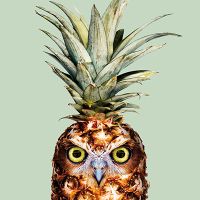 Pineapple Owl - Jonas Loose Art