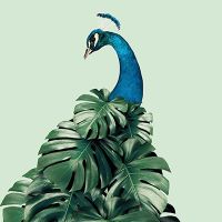 Monstera Peacock - Jonas Loose Art
