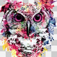 Owl watercolour without background - Riza Peker