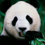 Bamboo Bear - DeinDesign