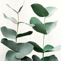 Eucalyptus 5 - Mareike Böhmer