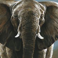 Elefantenbulle - Timo Wuerz