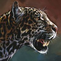 Jaguar - Timo Wuerz
