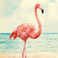 Flamingo at the Beach - Reinders!
