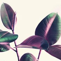 Pink Irdescent Leaves - cafelab - Emanuela Carratoni
