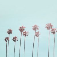 Pink Light Paradise Beach Palm - Andrea Haase