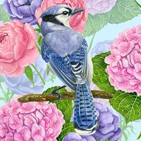 Blue Jay & Flowers - Katerina Kirilova