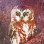 Screech Owl - Ancello