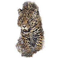 Leopard Greenfeed - Greenfeed