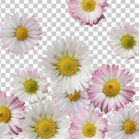 Daisy pattern ohne Hintergrund - UtART