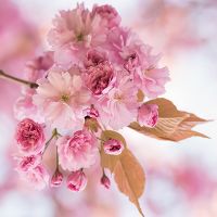 Cherry Blossom Photography - UtART