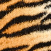 Tigerpatternreal - DeinDesign