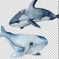 Whales transparent - DeinDesign