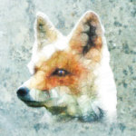 Fara Fox - Ancello