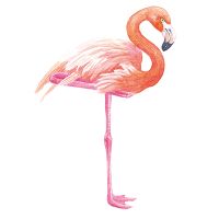 Flamingo 3 - Katerina Kirilova