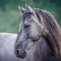 Horse Beauty Profile - Barefoot Born Designing