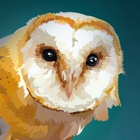 Barn Owl - Elvira Clement