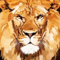 Lion Closeup - Elvira Clement