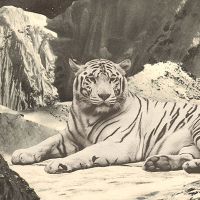 Giant White Tiger - Florent Bodart