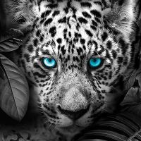 Jaguar Black Jungle - Reinders!