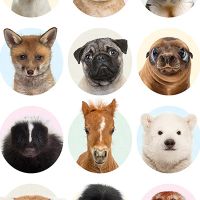 Cute Animal Faces - Reinders!