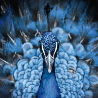 Peacock Blue Portrait - Reinders!